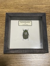 beetle in display case käfer