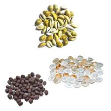 Pilli Kodi, Kamal Gatta Seed