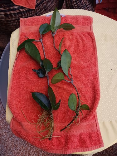 Hoya porzellanblume - hoya,