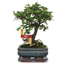 Exotenherz -Bonsai Chinesische Ulme - Ulmus parviflora - ca. 6 Jahre - Kugelform