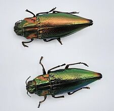 Buprestidae, 2x Cyphogastra