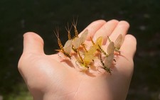 3 Realistische Trockenfliegen