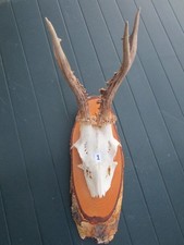 Trophäe Rehgehörn Rehbock Geweih Nr. 1  siehe Fotos