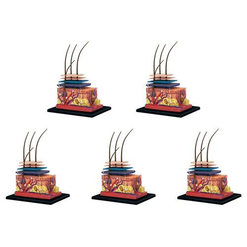 Menschliche haut modell - 5x,