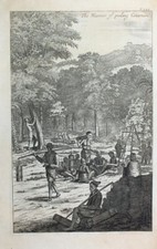 Sri Lanka Ceylon Zimt-Baum