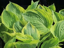 Funkie TWILIGHT im Topf