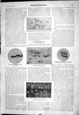 Alter 1905 wissenschaftlicher amerikanischer Ameisenkönigin Kokon Larven Puppen Gaskocher 20.