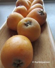 Eriobotrya jap. 'Tanaka' - japanische Wollmispel - veredelte Pflanze 140-170cm