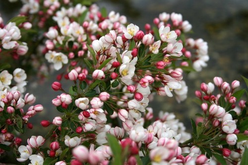 Zierapfel tina malus - 'tina',