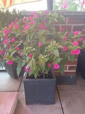 Wunderblume Mirabilis jalapa