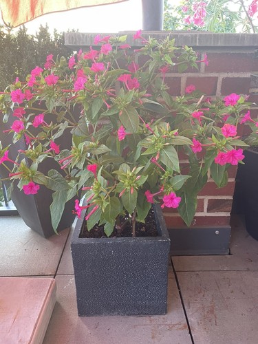 Wunderblume mirabilis jalapa - mirabilis,