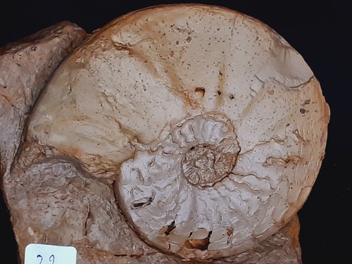 022 ammonit ceratites - 022,
