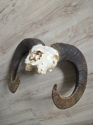 Kapitaler mufflon gehörn - kapitaler,