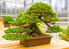 Samen achtung bonsai - bonsai, züchter