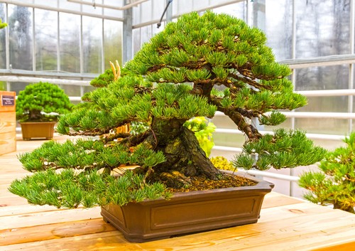 Samen achtung bonsai züchter - samen,