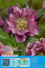 @ (◕‿◕)\@ Helleborus Double Ellen Red  -  Christrose Lenzrose Nieswurz Liefert.