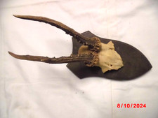 Rehgehörn auf Holzbrett