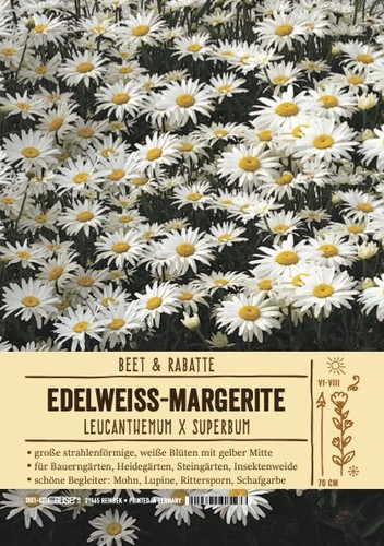 Leucanthemum maximum alasca - leucanthemum,