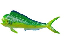 Safari Ltd 110032 Mahi-Mahi cm