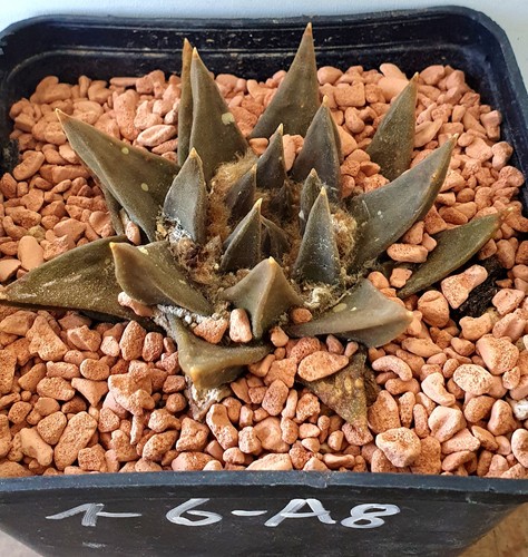 Alter ariocarpus auf - ,