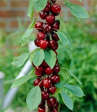 BALDUR Garten Säulen-Kirsche