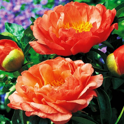 Päonie paeonia pfingstrose - päonie,