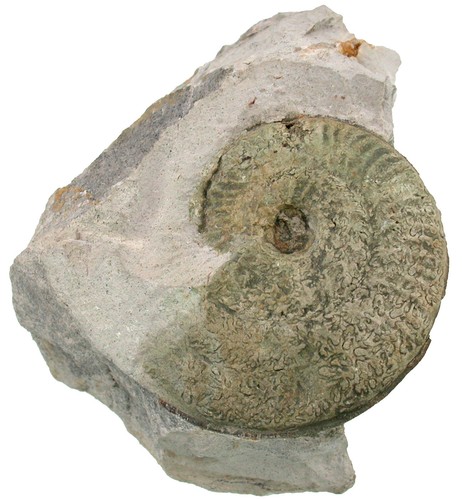 Malm ochetoceras basseae - malm,
