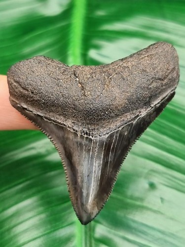 Megalodon zahn - 6,3, –