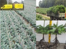 Abies nordmanniana Tlugi 5 jährig Nordmanntanne Tanne  Weihnachtsbaum Christbaum