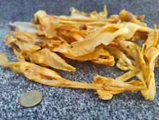 Kaninchen Ohren ohne Fell