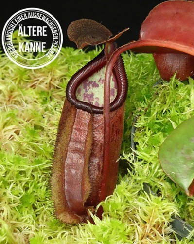 Nepenthes robcantleyi - , x