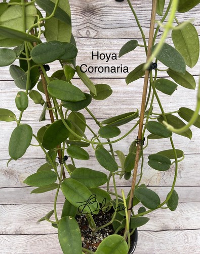 Hoya coronaria unrooted - hoya,