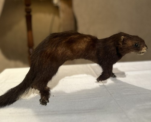 Tierpräparat iltis marder - /,