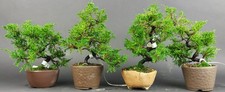 Bonsai - Wacholder, Juniperus Chinensis, Japan, Shohin, Preis pro Stück/Pflanze