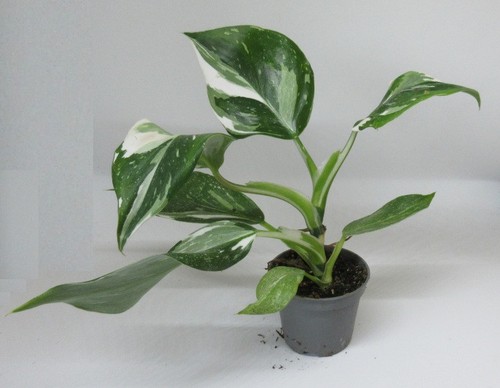 Philodendron white wizard - wizard",