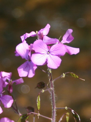 Foto 6x4 ehrlichkeit - ehrlichkeit, (lunaria