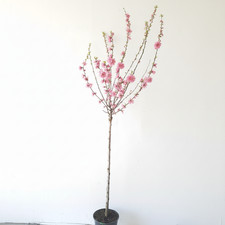 Prunus triloba, Höhe: 170-180