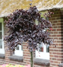 Hochstamm Blutbuche Rohan