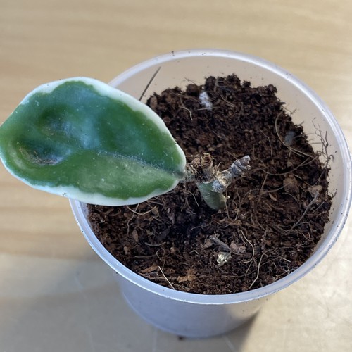 Hoya holliana ableger sehr - ableger,