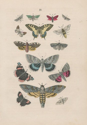 Schmetterlinge kiefernschabe - schmetterlinge.,