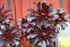 Aeonium arboreum