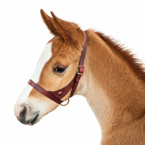 Fohlenhalfter leder - leder, xs