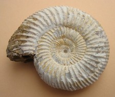 Kranaosphinctes sp.  Ammonit