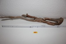 Treibholz Holzwurzeln