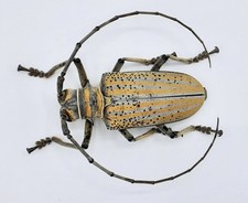 Cerambycidae, Rosenbergia sp