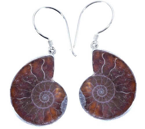 Nautilusmuschel ammonit - nautilusmuschel,