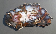 Versteinertes Holz, Hubbard