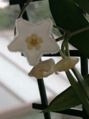 Wunderschöne hoya longifolia - wunderschöne,