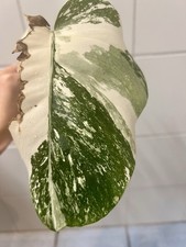 Monstera Variegata Steckling