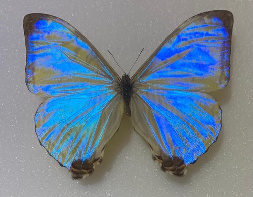 Morpho sulkowskyi männchen - morpho,